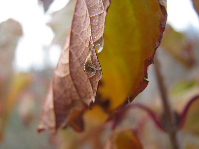 Macro photo of a leaf.